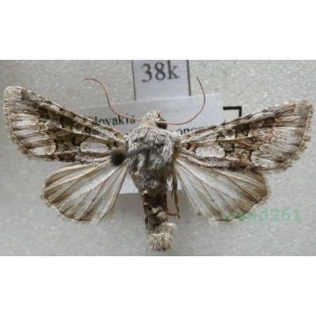 Hecatera bicolorata leuconota (Eversmann, 1837) Piętnówka zmierzchówka Slovakia38k